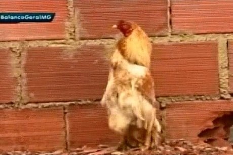 Caminhar "elegante" chamou a atenção dos donos