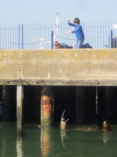 Outros caranguejos já assustaram o mundo, embora bem menores que o "crabzilla"

Caranguejo gigante mostra as garras em cais