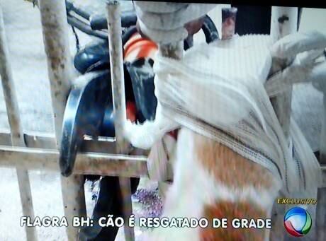 Cão foi enfaixado para conter sangramento