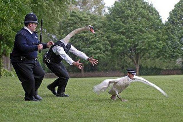 Pega o guarda de asas! Pega o guarda!