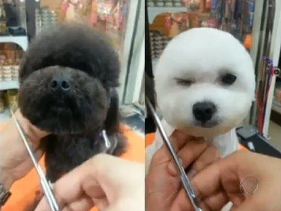 Os cães perdem um pouco da característica deles, mas ficam muito bonitinhos!
+Cães ajudam na reabilitação de crianças doentes