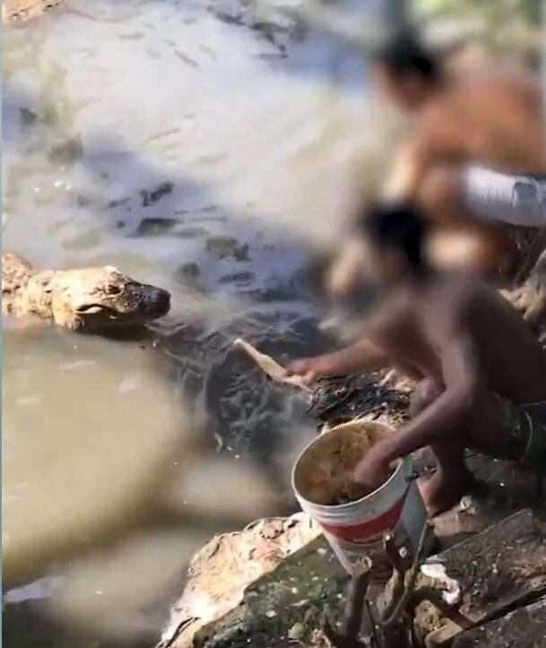 Homens entregam peixes a jacaré