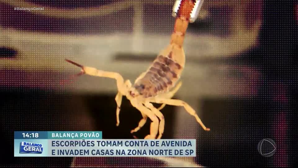 Balança Povão: Escorpiões infestam avenida e invadem casas de moradores da zona norte de São Paulo