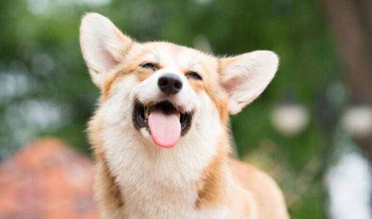 Animais poderão ser submetidos a procedimento