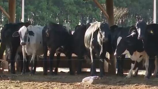 No cenário de um estábulo, várias vacas da raça Holandesa estão reunidas sob um telhado, com algumas delas em pé e outras deitadas. O chão é de terra batida e há uma pequena ave branca caminhando entre os animais. Ao fundo, vê-se uma área verde com árvores, e a luz do sol ilumina a cena, criando um ambiente rural.