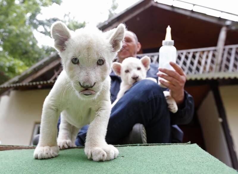 Tibor Toth, dono do zoológico de Abony, alimenta filhotes de leão branco