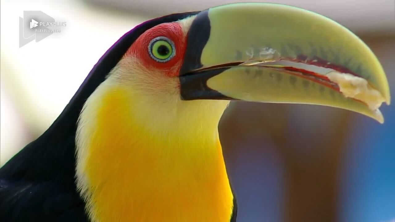 Tucano vira novo mascote 