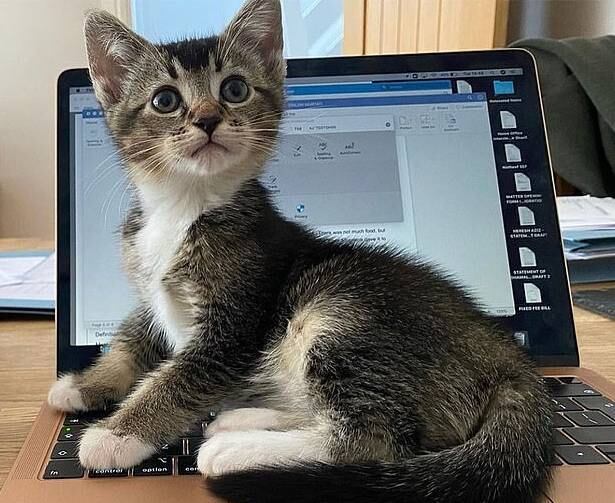 Se você pertence ao seleto time de amantes dos gatos, então há grandes
chances de ter adotado um bichano – ou mais de um – e ele
ser um vira-latinha. Segundo dados do PetCenso 2020, o SRD (sem raça definida) liderou o ranking dos animais preferidos de 2020. Veja