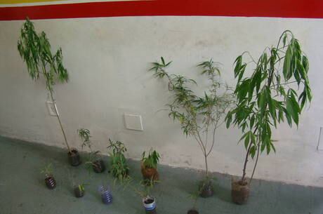 Outro caso inusitado foi a apreensão de 11 pés de maconha por meio de consulta de fotos de celular de homem detido por tráfico de drogas no bairro Industrial São Luiz, em Contagem, região metropolitana da capital mineira. A plantação estava em um imóvel da rua Ituiutinga. Giordan Gonzaga da Silva, de 19 anos, tinha o hábito de fotografar a plantação

