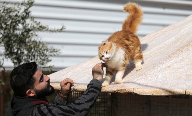 Cuidadores tomam conta de mais de mil gatos no santuário reaberto na Síria