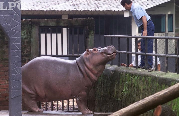 Gustavito morreu por hemorragia pulmonar: com o aparelho excretor sem funcionar, ele expelia as fezes pelo focinho, aspirando o material, que ia parar no pulmão