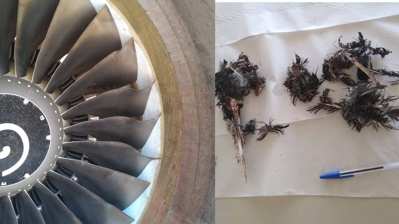 Danos no motor e restos da ave recolhidas após o pouso de precaução