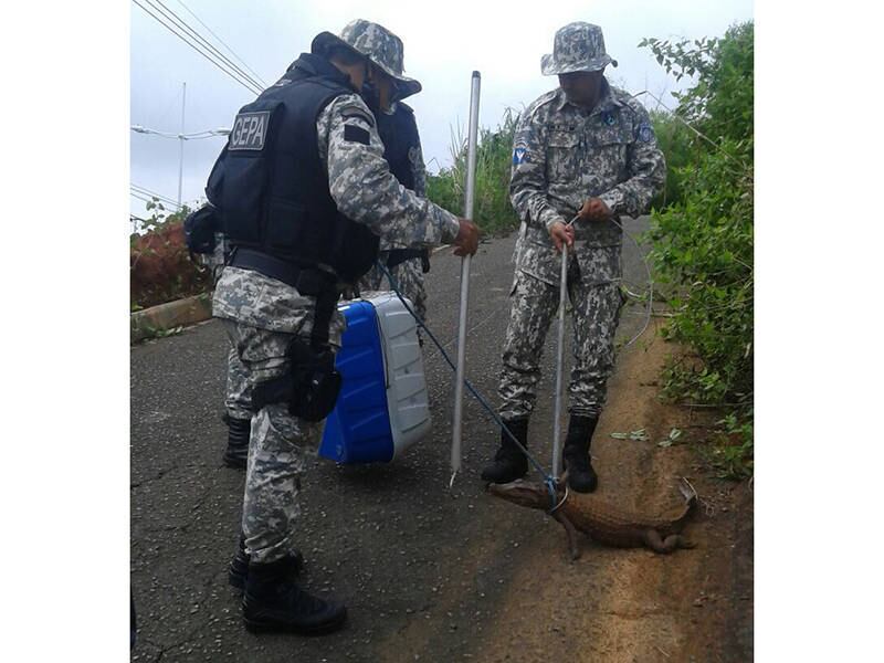 Um jacaré foi capturado por agentes do Gepa (Grupo Especial de Proteção Ambiental), nas proximidades da avenida Pinto de Aguiar, em Pituaçu, Salvador