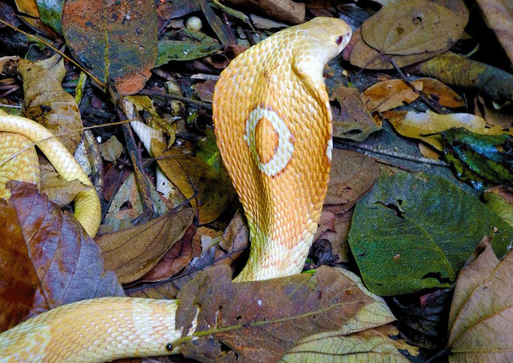 Cobra Naja kaouthia, conhecida como Naja de monóculos