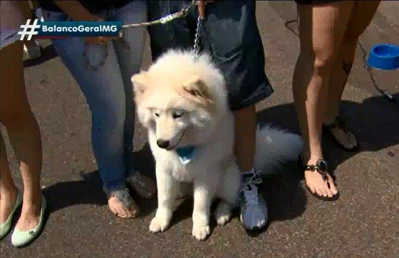 Os cães foram avaliados em quesitos como criatividade das imagens, autenticidade e fofura.
