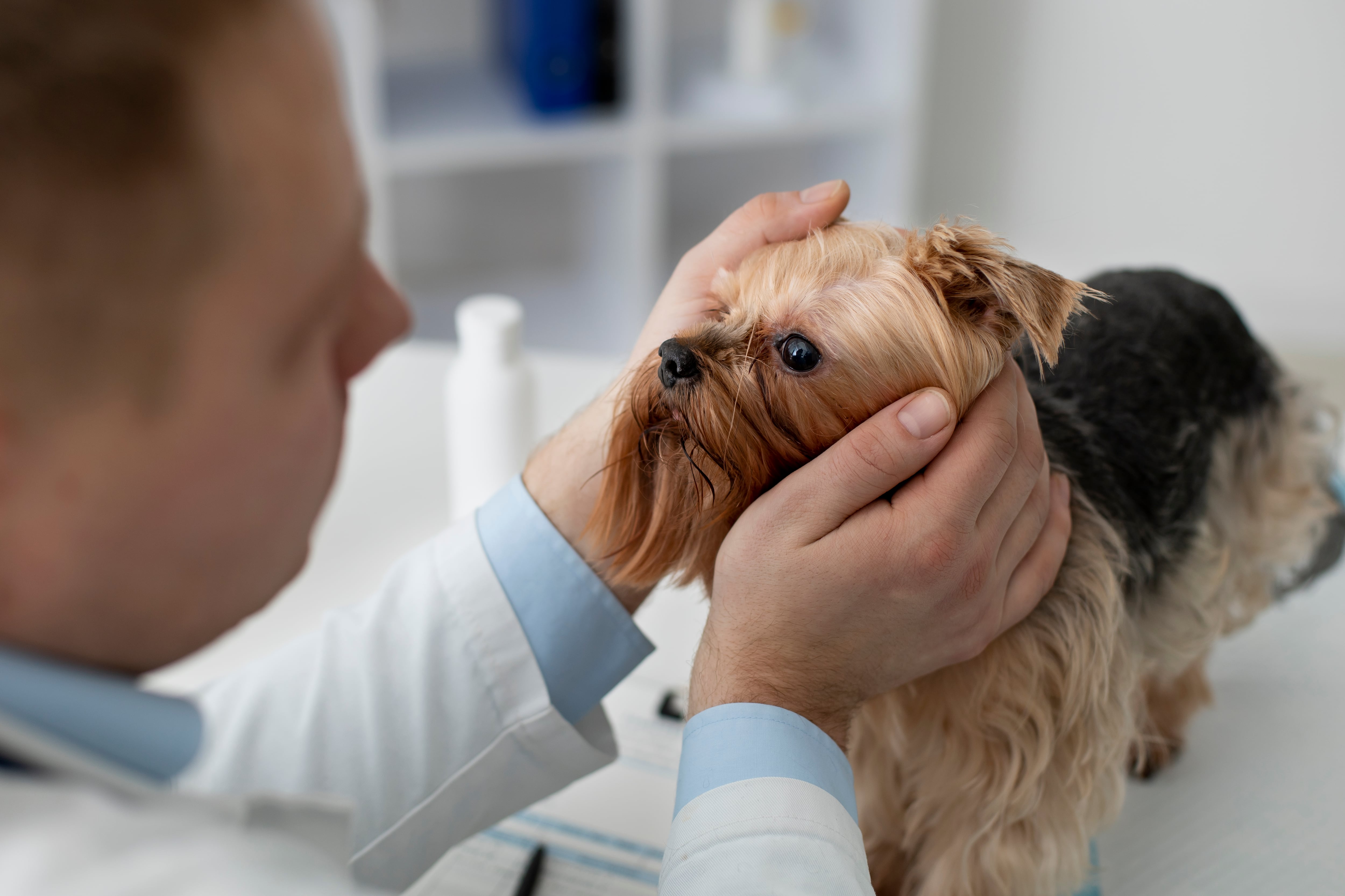 Secreção ocular nos pets