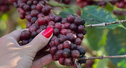 Produção de café mineira é destaque internacional
