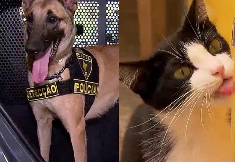 Gatos versus cachorros. Afinal, qual foi o resultado da pesquisa feita nos Estados Unidos?

•VÍDEO: Cães X Gatos: estudo recente revela qual destes dois animais é mais inteligente
