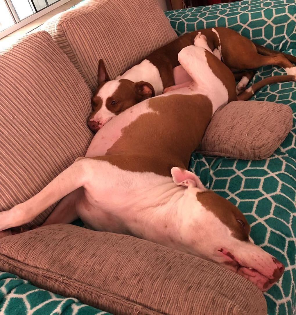 O Apólo e Estrela não dispensam um bom cochilo
E mais: Cacheada
no Pan: atleta brasileira fala sobre fase de transição capilar