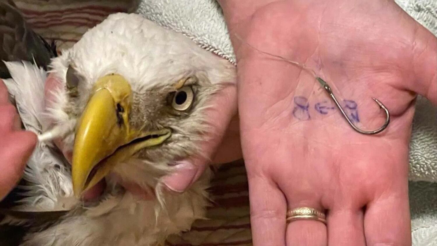 Duas crianças da Flórida, nos Estados Undios, foram responsáveis pelo resgate de uma águia que tinha um anzol de pesca preso em seu bico. A ave estava muito desidratada e sem se alimentar. Se não fosse pela atitude nobre dos pequenos, provavelmente o bichinho não teria resistido. Veja