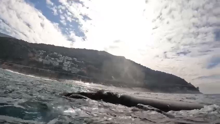 Surfista que flagrou o nado em família e publicou o registro