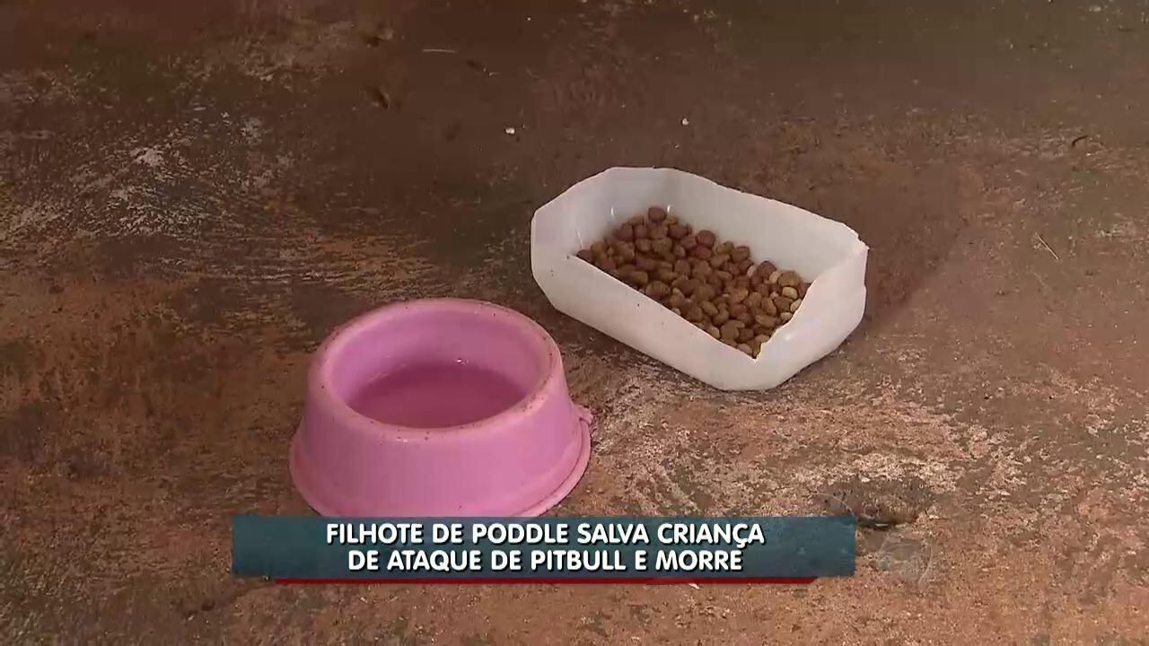 Suzi havia sido adquirida justamente para que a menina tivesse a chance de crescer na companhia de um animal

> Veja toda a programação da Record no R7 Play
