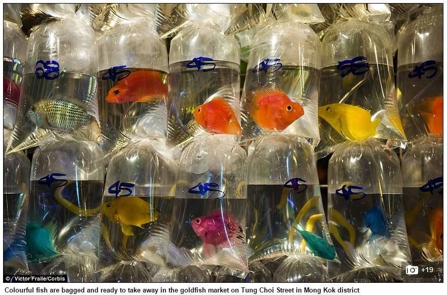 Além da Art Aqua, diversos outros aquaristas de reconhecimento internacional também têm lojas no mercado de Hong Kong

Conheça o R7 Play e assista a todos os programas da Record na íntegra!
