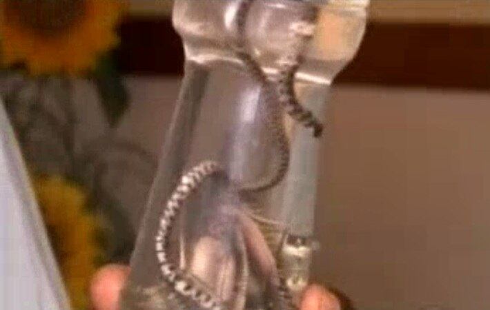 Uma das cobras foi encontrada na sala do maternal