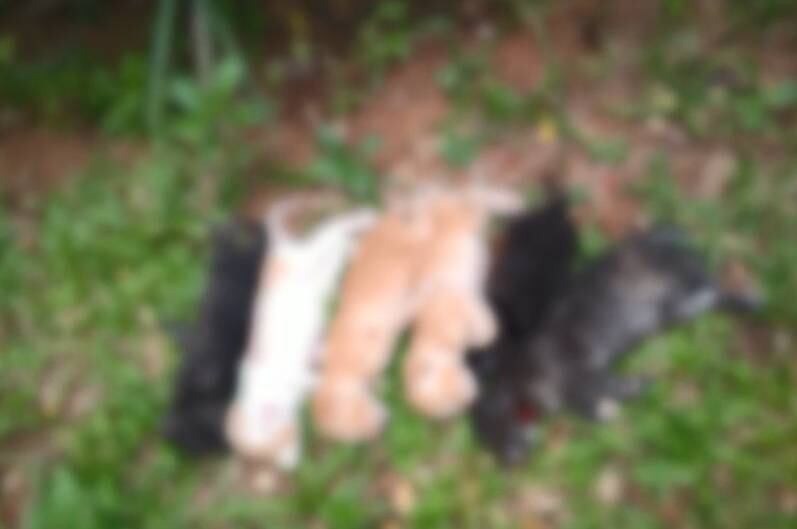 Filhotes de gato foram encontrados no jardim do prédio