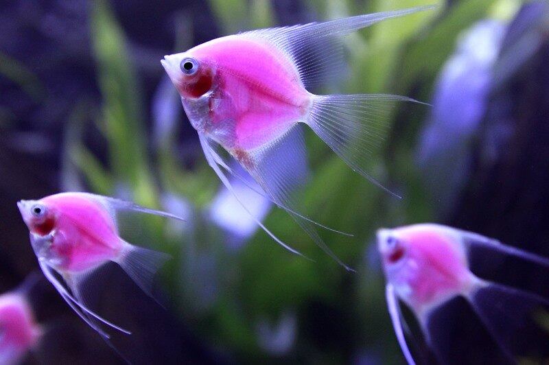 Peixes geneticamente
modificados brilham em aquário durante a 2014 Taiwan Aquarium Expo em Taipei