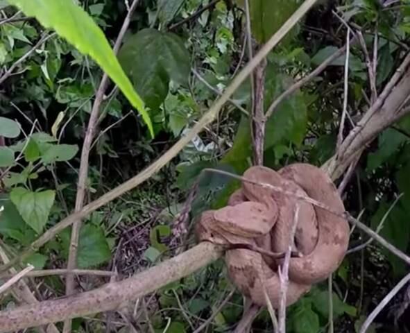 As jararacas-ilhoas ficam em galhos com frequência, podendo capturar presas também no alto. Mas elas têm capacidade de passar meses sem alimento.