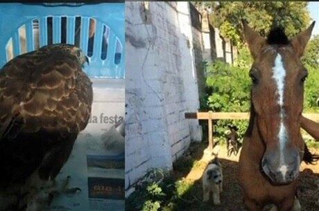 Animais foram roubados durante a madrugada