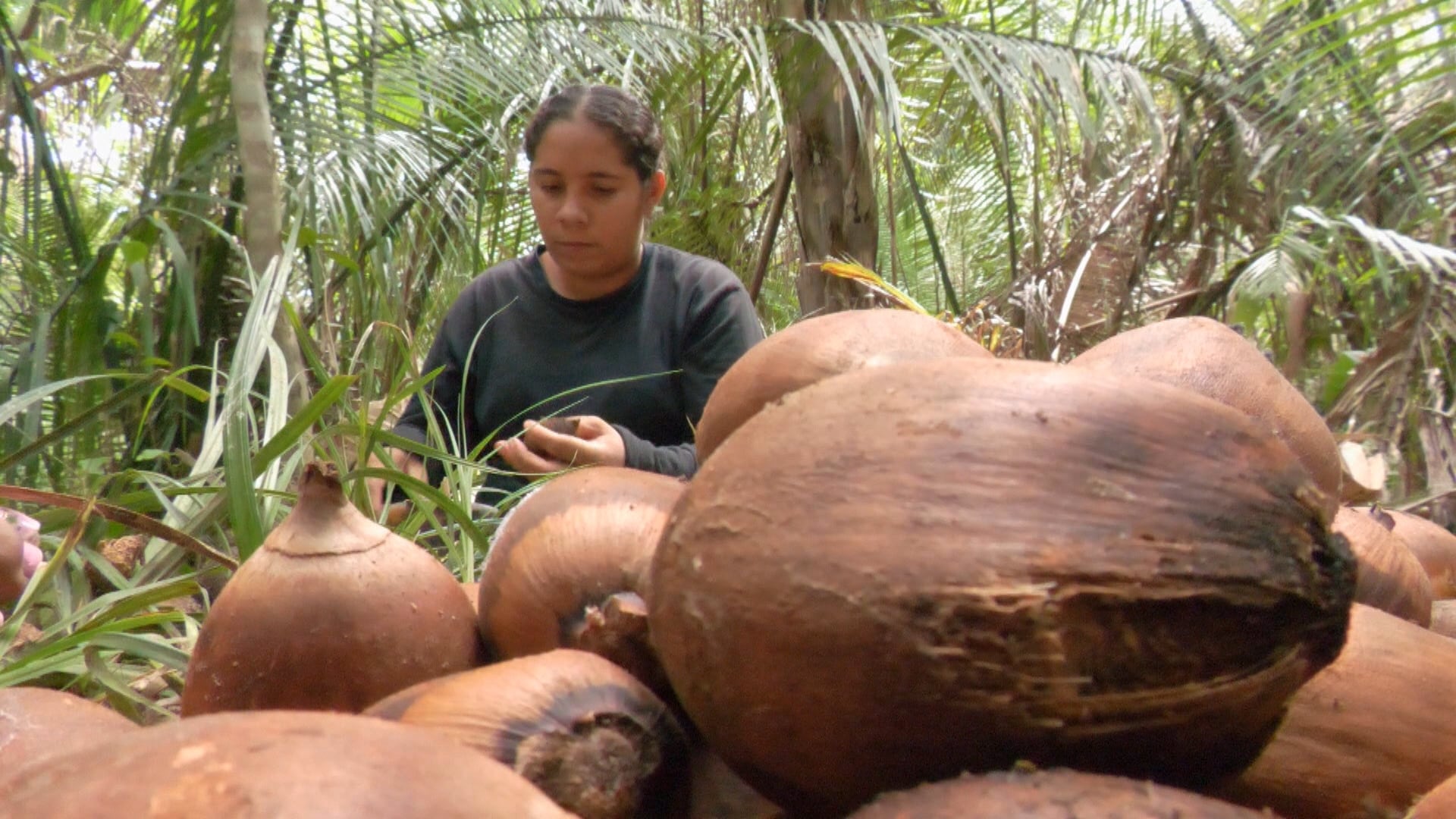 Uma mulher de camisa escura está em área de mata com palmeiras e vegetação ao redor. Ela manuseia frutos marrons, que aparecem em pilha no primeiro plano.