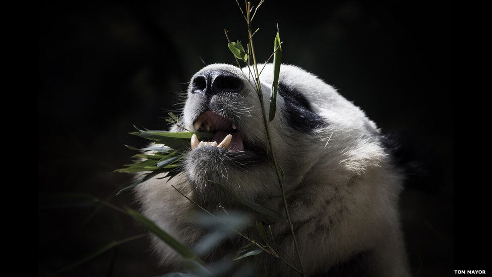 fotografia, zoo, Londres, concurso