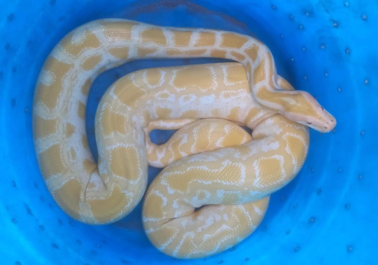 Cobra píton foi apreendida pela Polícia Federal