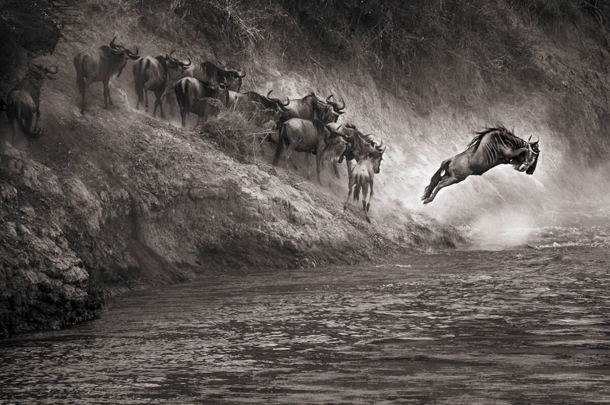 A foto que recebeu menção honrosa na categoria de mamíferos pelos jurados foi tirada por Scott Marmer, que registrou um grupo de gnus na beira de um rio, com um dos animais dando um belo pulo