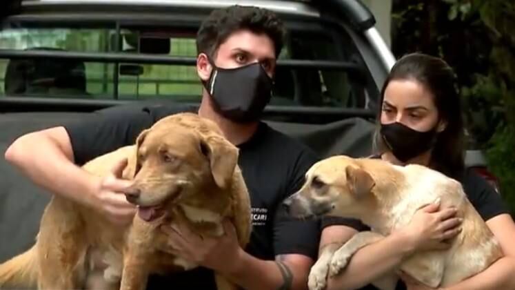 Uma ONG, que abriga 800 cachorros, colocou os microchips por meio de procedimento cirúrgico nos animais. Dessa forma, a organização tem um controle interno melhor. Além disso, quando os pets forem adotados, os donos terão mais segurança caso fujam
