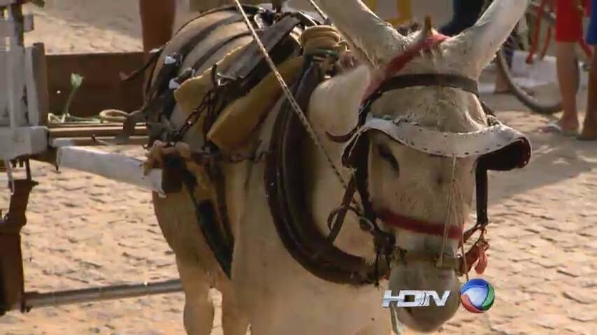 Ainda não se sabe o que teria motivado o ataque do animal