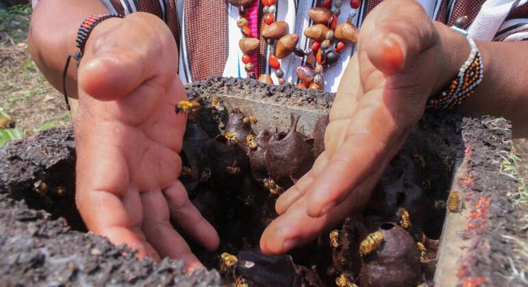 Produtores de mel estão redescobrindo o valor das espécies amazônicas nativas