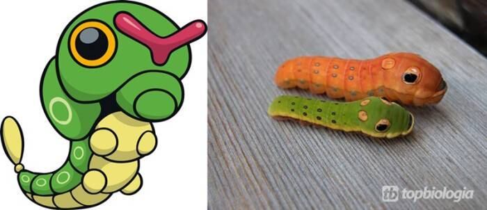 Caterpie
foi inspirado na lagarta Spicebush Swallowtail