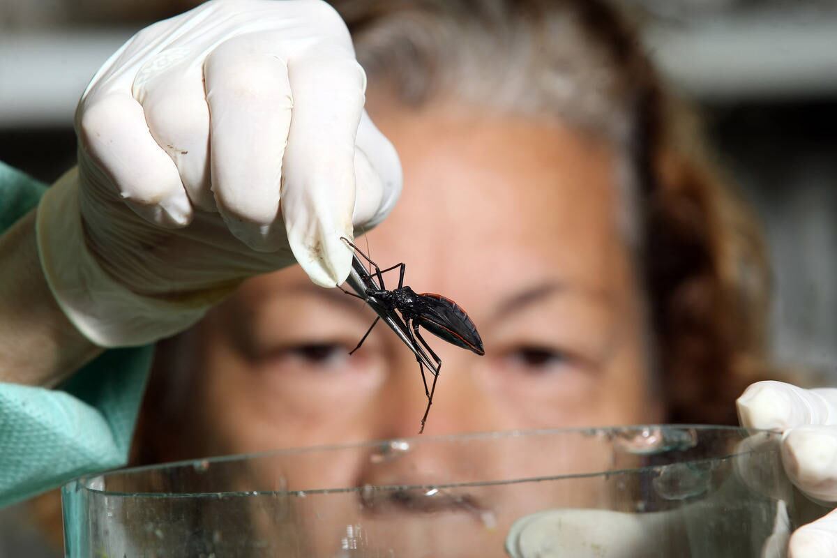 Ratos responderam bem à medicação contra a Doença de Chagas e pesquisas devem continuar com humanos em breve