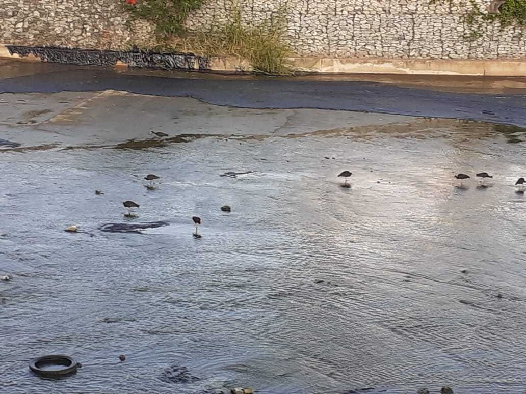 Piche percorreu córrego Sarandi até chegar à Lagoa da Pampulha
