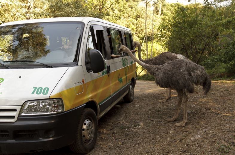 De carro, passeio no Zoo Safári (SP) cresce 35% em relação ao ano passado