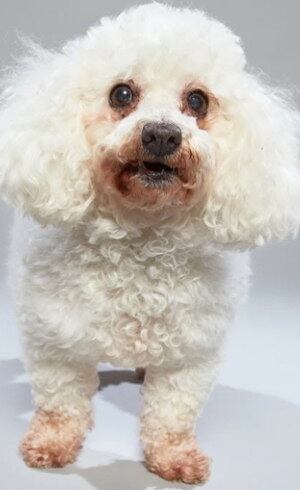 Karlie vai inaugurar Hall da Fama