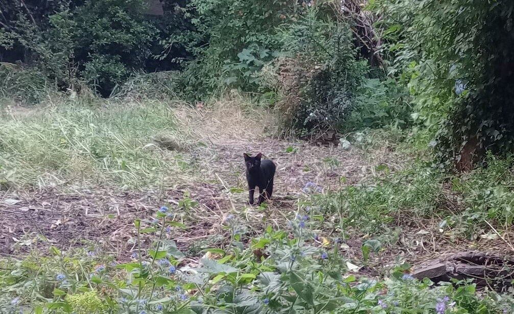 Para ajudar um pouco mais, zoom na parte onde está a raposa (RESPOSTA LOGO ABAIXO)