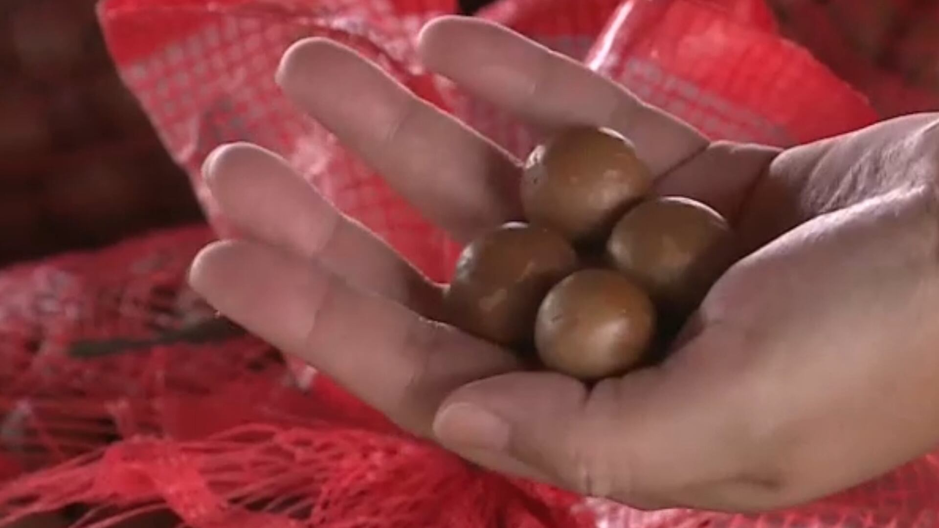 Produção de macadâmia cresce no Brasil e ganha apoio de tecnologia da Embrapa