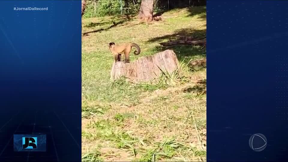 Macacos atacam ao menos oito pessoas em parque em Goiás; Ibama proibiu a retirada dos animais