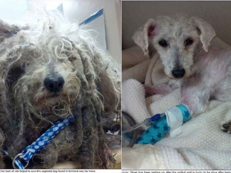 Shrek estava abandonado, no Canadá, e foi encontrado pelo marido de uma veterinária. Quando isso aconteceu, ele nem parecia um cachorro. Mas depois de ser tosado e receber um banho, ele foi adotado por uma família. Leia a história na íntegra