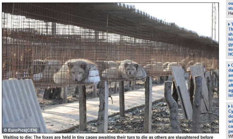 Durante nove meses, os animais são mantidos dentro de pequenas gaiolas em fazendas chinesas, aguardando a chegada do outono,
época em que elas são sacrificadas para suprir a demanda das coleções de inverno.
As
peles são enviadas a diversas partes do mundo, para se transformar em caros
chapéus e casacos.
Muitos animais passam por dolorosos processos de
retirada da pele e agonizam durante cerca de dez minutos antes de morrer, dizem
ativistas