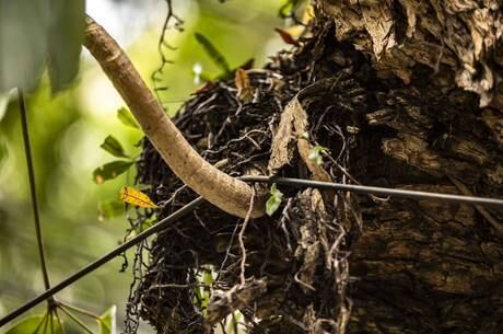 Fios passam por entre os galhos das árvores